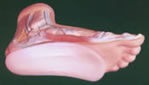 flexifly arch supports